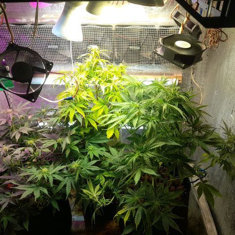 AvtoMazaR #1 growlog timeline photo