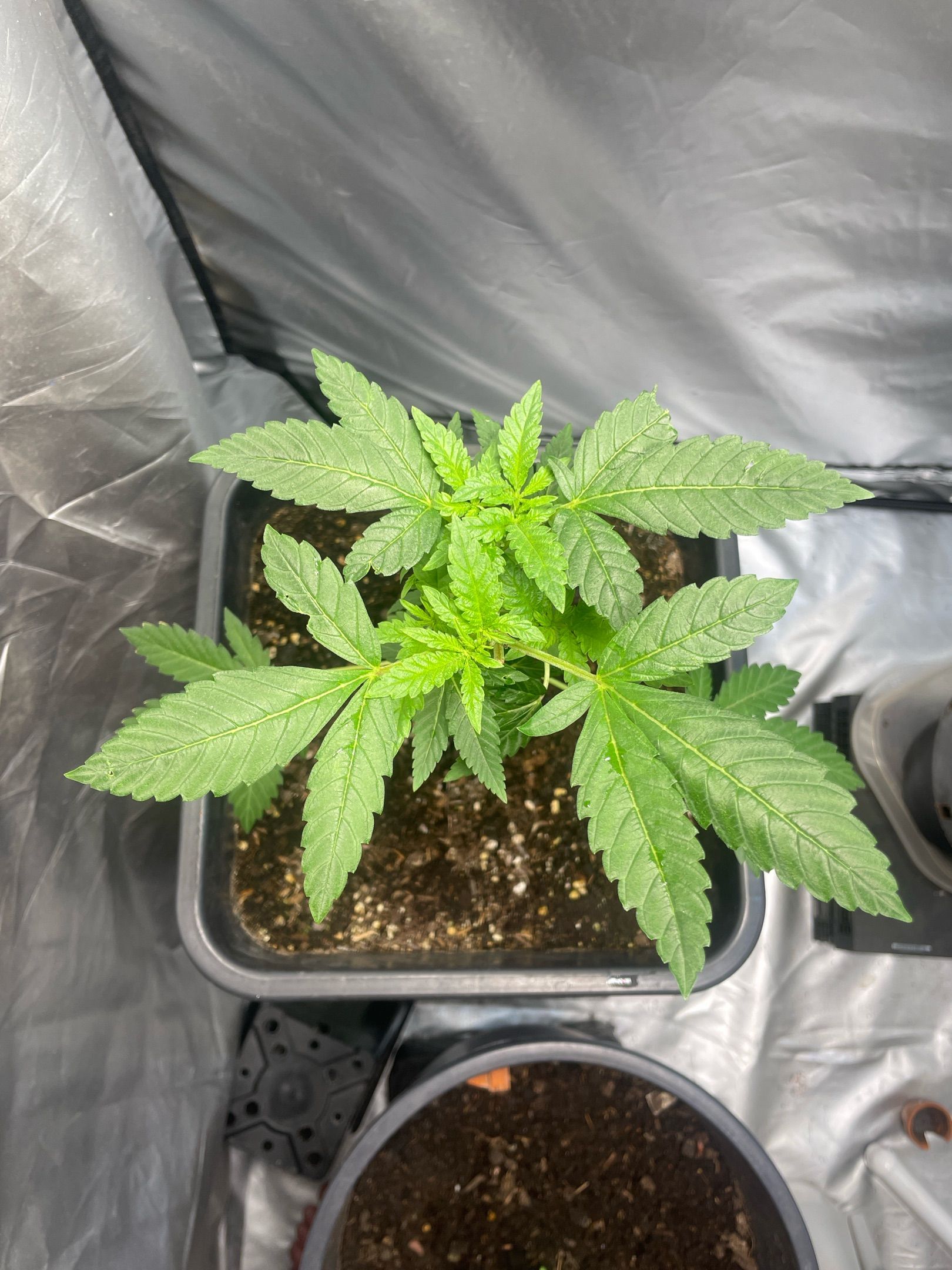 Super Lemon Haze growlog header