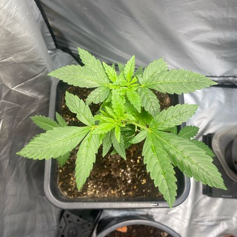 Super Lemon Haze growlog in Innenbereich