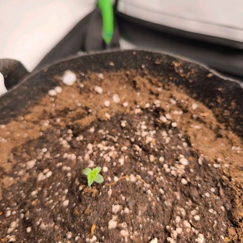 Gorgonzoli  growlog photo: Haube bleibt vorerst drüber