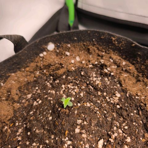 Gorgonzoli  growlog photo: Haube bleibt vorerst drüber