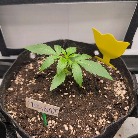 ModdeLtroddeL growlog photo: Fliegenfalle nur Vorbeugend