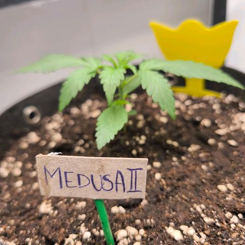 ModdeLtroddeL growlog photo: Fliegenfalle nur Vorbeugend