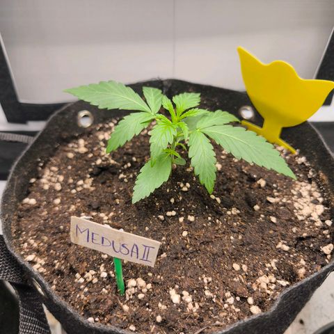 ModdeLtroddeL growlog photo: Fliegenfalle nur Vorbeugend