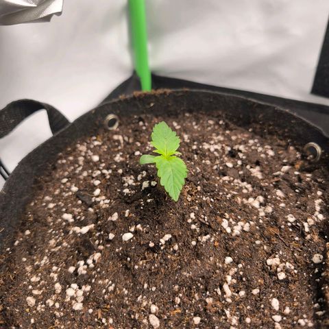 Gorgonzoli  growlog timeline photo