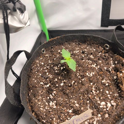 Gorgonzoli  growlog timeline photo