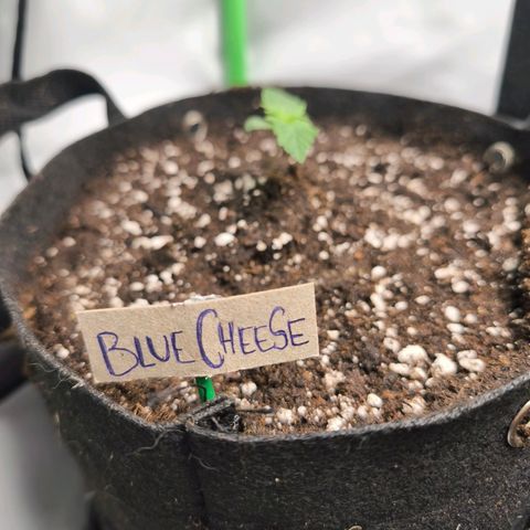 Gorgonzoli  growlog timeline photo