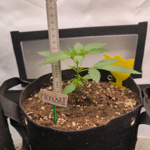 ModdeLtroddeL growlog timeline photo