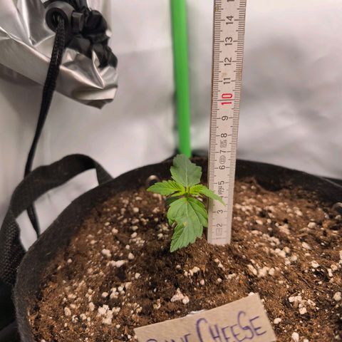 Gorgonzoli  growlog timeline photo