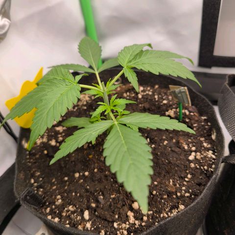 ModdeLtroddeL growlog timeline photo