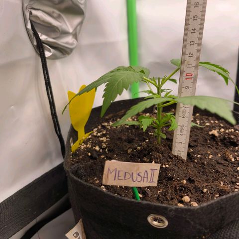 ModdeLtroddeL growlog timeline photo
