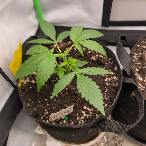 ModdeLtroddeL growlog timeline photo