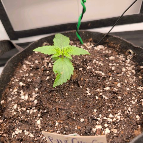 Gorgonzoli  growlog timeline photo