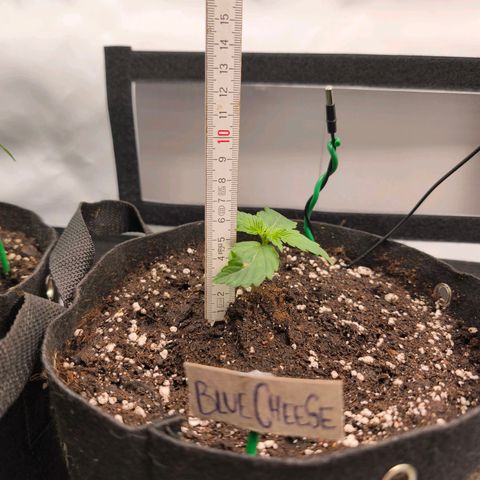 Gorgonzoli  growlog timeline photo