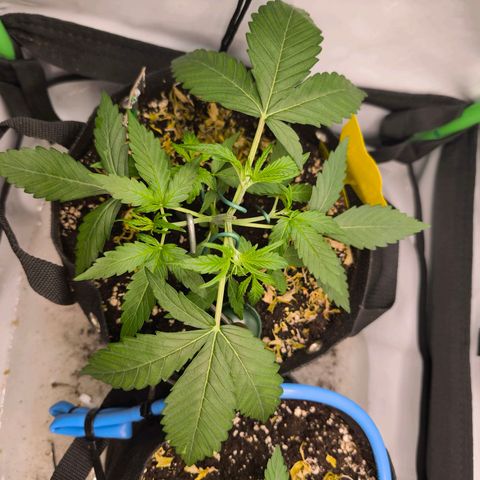 ModdeLtroddeL growlog timeline photo