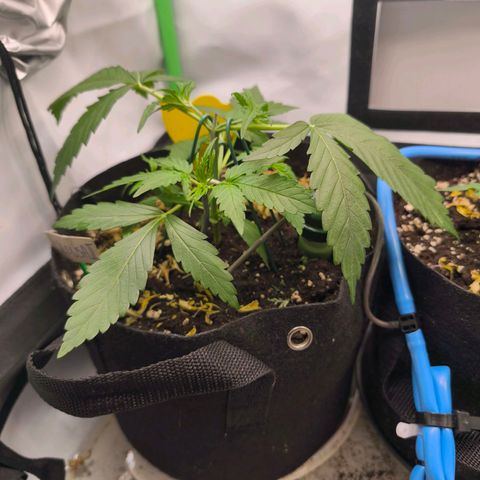 ModdeLtroddeL growlog timeline photo