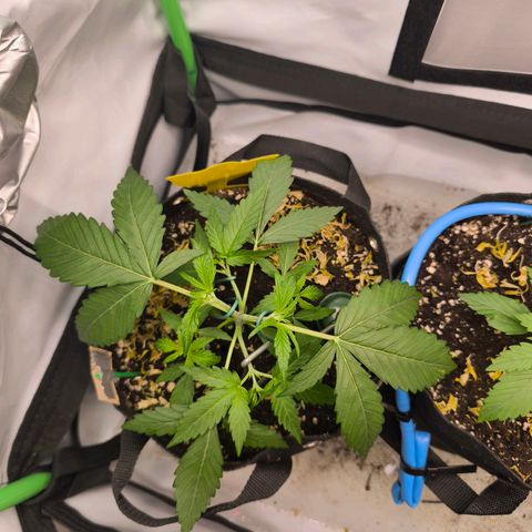 ModdeLtroddeL growlog timeline photo