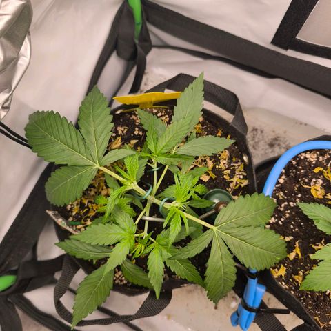 ModdeLtroddeL growlog timeline photo