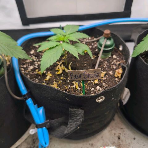 Gorgonzoli  growlog timeline photo