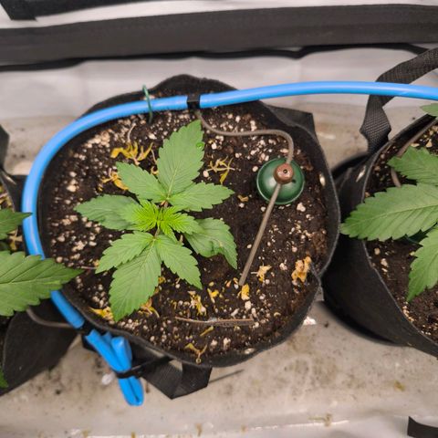 Gorgonzoli  growlog timeline photo