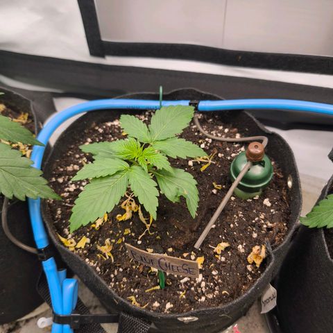 Gorgonzoli  growlog timeline photo