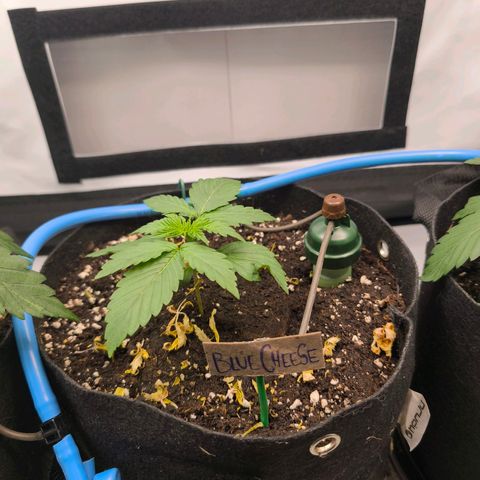 Gorgonzoli  growlog timeline photo