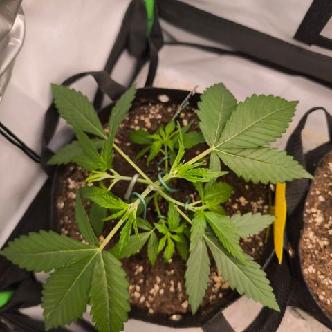 ModdeLtroddeL growlog timeline photo
