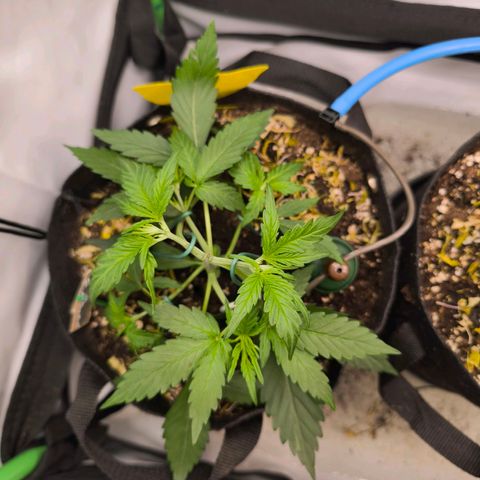 ModdeLtroddeL growlog timeline photo