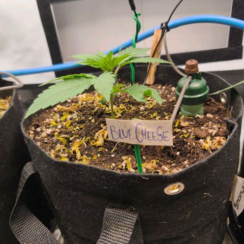Gorgonzoli  growlog timeline photo