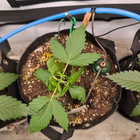 Gorgonzoli  growlog timeline photo