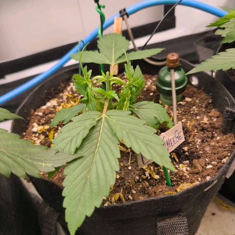Gorgonzoli  growlog timeline photo