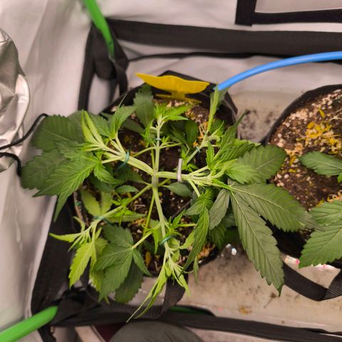 ModdeLtroddeL growlog timeline photo