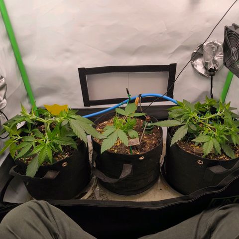ModdeLtroddeL growlog timeline photo