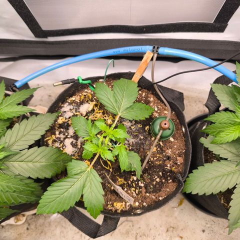 Gorgonzoli  growlog timeline photo