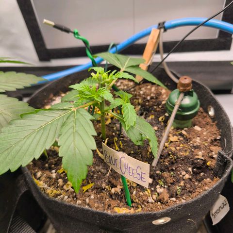 Gorgonzoli  growlog timeline photo
