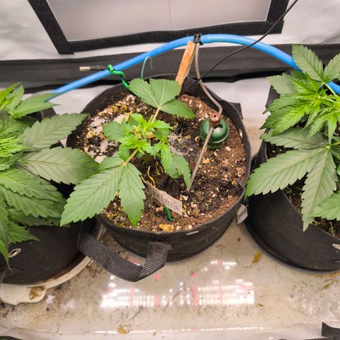 Gorgonzoli  growlog timeline photo