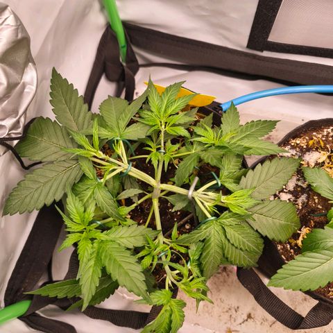 ModdeLtroddeL growlog timeline photo