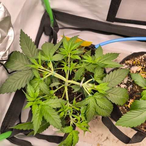 ModdeLtroddeL growlog timeline photo
