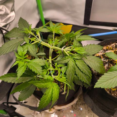 ModdeLtroddeL growlog timeline photo