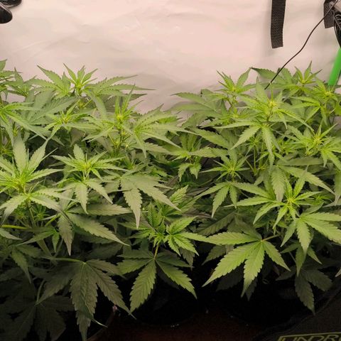ModdeLtroddeL growlog photo: Rechts Medusa, Mitte BlueCheese, Links Medusa