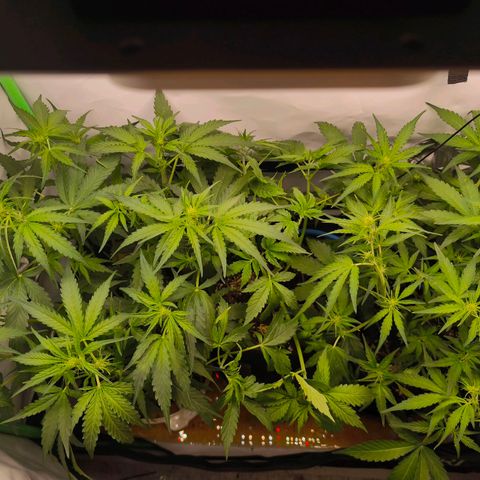 ModdeLtroddeL growlog photo: Rechts Medusa, Mitte BlueCheese, Links Medusa
