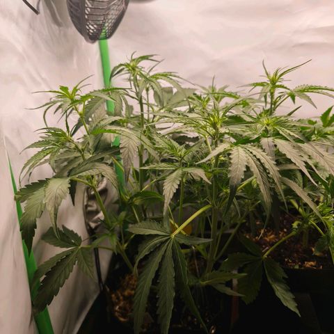 ModdeLtroddeL growlog timeline photo