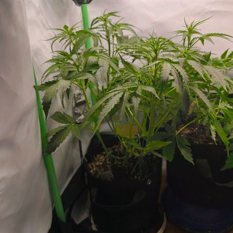 ModdeLtroddeL growlog timeline photo