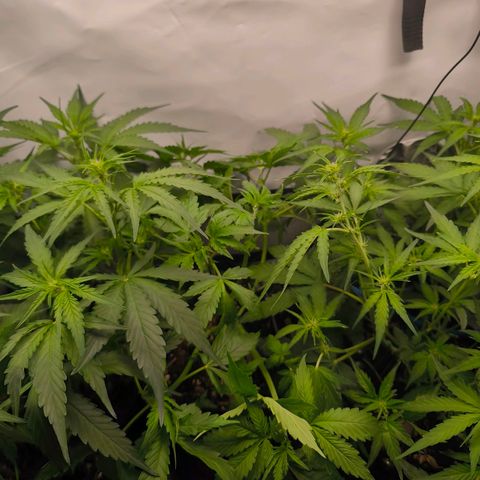 Gorgonzoli  growlog timeline photo
