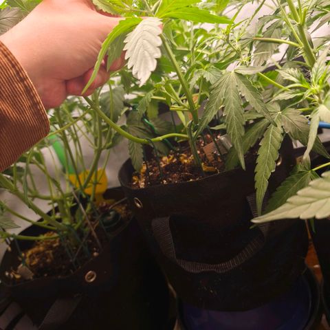Gorgonzoli  growlog timeline photo