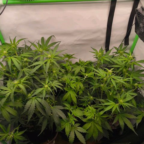 ModdeLtroddeL growlog timeline photo