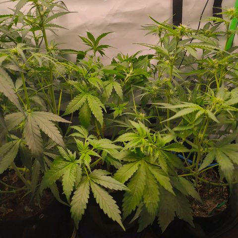 Gorgonzoli  growlog timeline photo