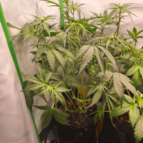 ModdeLtroddeL growlog timeline photo