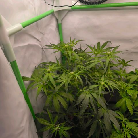 ModdeLtroddeL growlog timeline photo