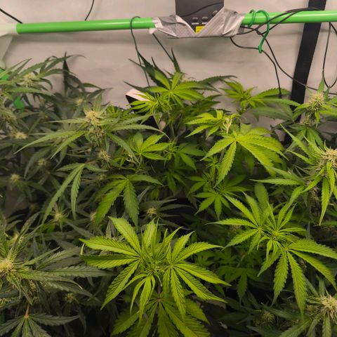 Gorgonzoli  growlog timeline photo